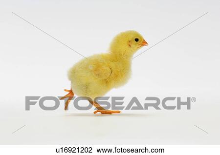 Yellow Chick. Baby Chicken. View Large Photo Image Stock Image - Yellow Chick. Baby Chicken.. Fotosearch