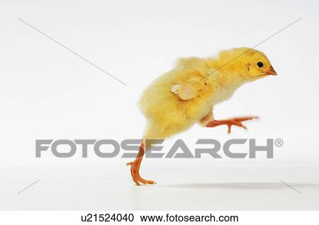 Stock Image - Yellow Chick. Baby Chicken.. Fotosearch