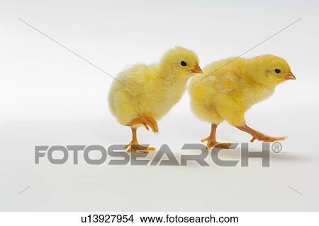 Picture - Yellow Chicks. Baby Chickens.. Fotosearch