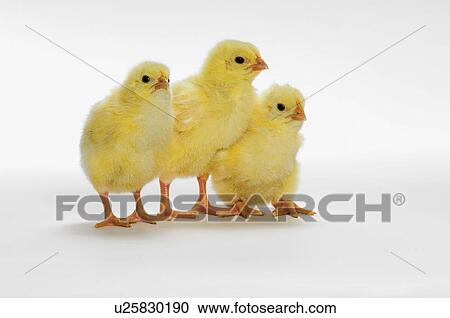 Yellow Chicks. Baby Chickens. View Large Photo Image Stock Image - Yellow Chicks. Baby Chickens.. Fotosearch
