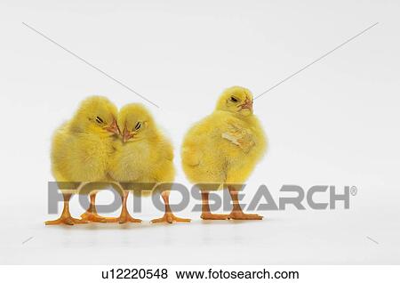 Yellow Chicks. Baby Chickens. View Large Photo Image Stock Photo - Yellow Chicks. Baby Chickens.. Fotosearch