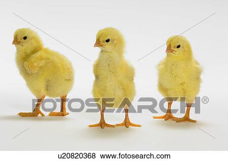 Yellow Chicks. Baby Chickens. View Large Photo Image Stock Photo - Yellow Chicks. Baby Chickens.. Fotosearch