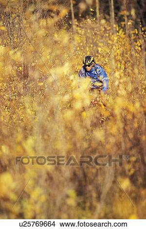 Young man mountain biking through autumn foliage, Fernie, BC, Canada View Large Photo Image Picture - Young man mountain biking through autumn foliage, Fernie, BC, Canada. Fotosearch