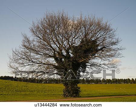 Bare tree, Willen Lake, Milton Keynes, Midland, UK View Large Photo Image Picture - Bare tree, Willen Lake, Milton Keynes, Midland, UK. Fotosearch