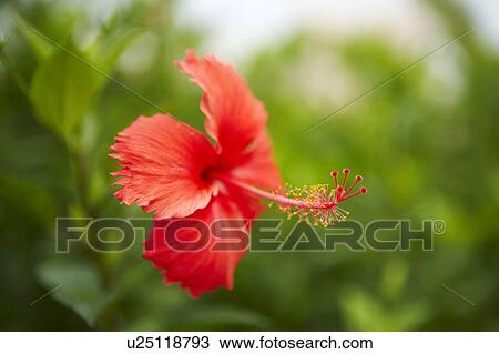 Stock Image - Hibiscus blossom. Fotosearch