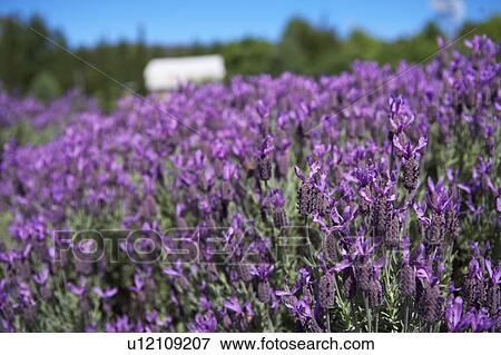 Lavender close up View Large Photo Image Stock Photo - Lavender close up. Fotosearch