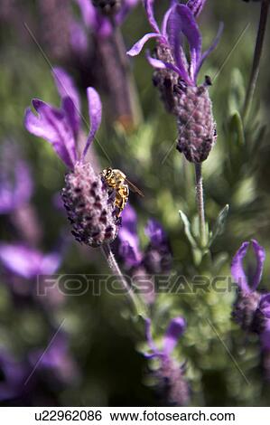 Lavender close up View Large Photo Image Stock Photograph - Lavender close up. Fotosearch