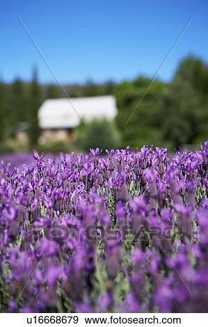 Stock Photo - Lavender Farm in Daylesford, Australia. Fotosearch