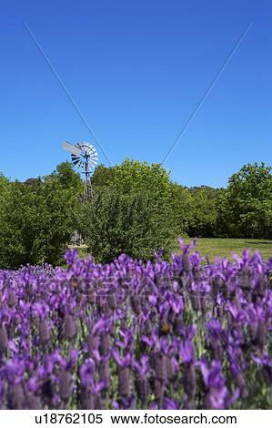 Stock Photography - Lavender Farm in Daylesford, Australia. Fotosearch