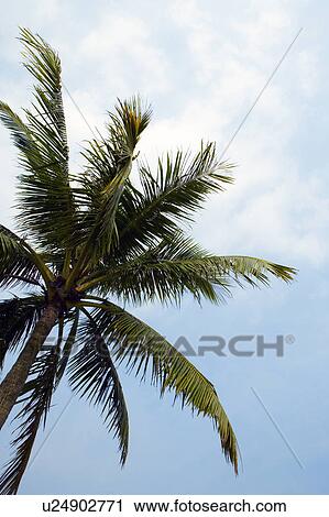 Stock Image - Palm trees, low angle view. Fotosearch
