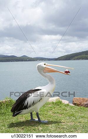 Pelican standing at the beach side View Large Photo Image Stock Image - Pelican standing at the beach side. Fotosearch