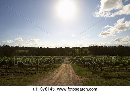Stock Photography - Vineyard in Hunter Valley, Australia. Fotosearch