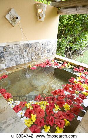 Stock Image - Bath full of flowers, Saipan. Fotosearch