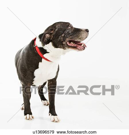 Black and white panting dog looking to side. View Large Photo Image Stock Photo - Black and white panting dog looking to side.. Fotosearch