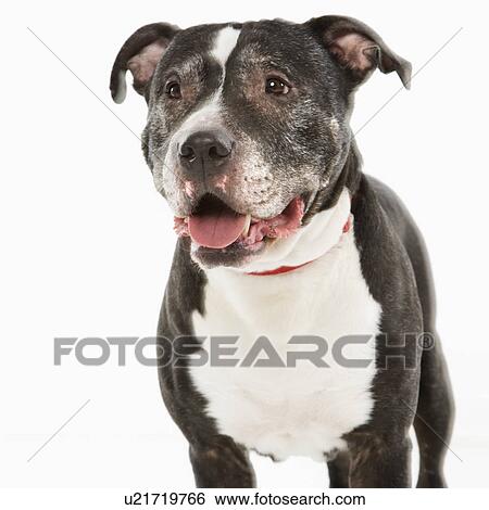 Stock Photograph - Black and white panting dog. Fotosearch