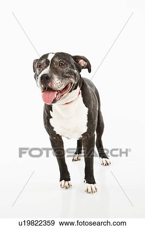 Stock Photo - Portrait of black and white panting dog on white.. Fotosearch