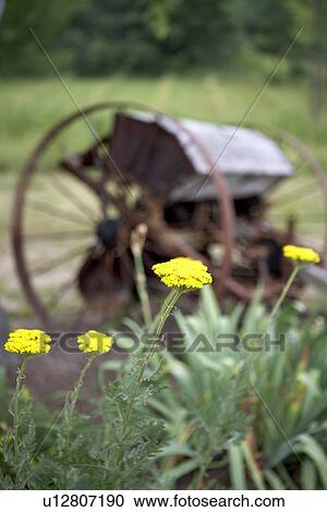 Stock Image - antique plow sits in country garden. Fotosearch