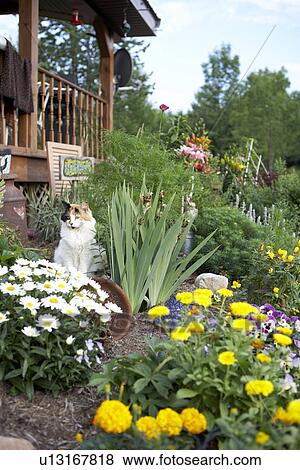 Stock Photo - cat relaxes in country garden. Fotosearch