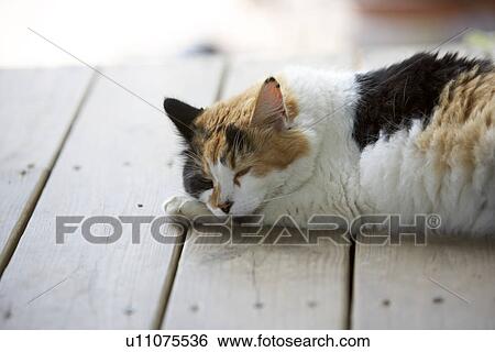 Stock Photograph - cat relaxes on porch of country house on summer day. Fotosearch