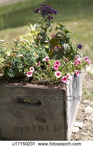 colorful flowers bloom in country garden View Large Photo Image Stock Image - colorful flowers bloom in country garden. Fotosearch