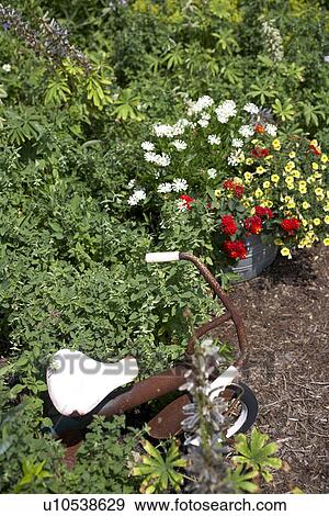 Stock Photo - colorful flowers bloom in country garden with antique bicycle. Fotosearch