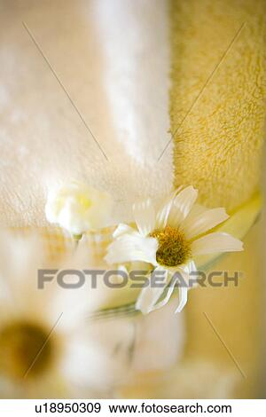 Detail bathroom towels with ribbon and daisy decoration View Large Photo Image Stock Photo - Detail bathroom towels with ribbon and daisy decoration. Fotosearch