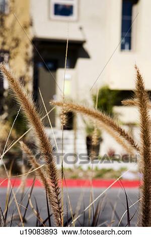Detail landscaping outside of contemporary condominiums View Large Photo Image Stock Image - Detail landscaping outside of contemporary condominiums. Fotosearch