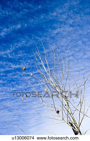 Picture - Empty tree in front of blue sky. Fotosearch