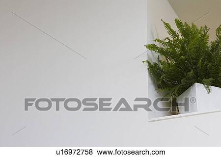 Stock Photo - House fern on shelf in home. Fotosearch