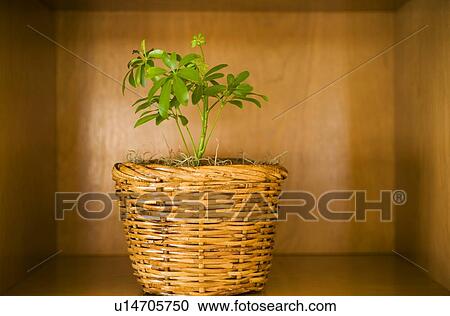 House plant in basket in wooden cubby View Large Photo Image Stock Image - House plant in basket in wooden cubby. Fotosearch