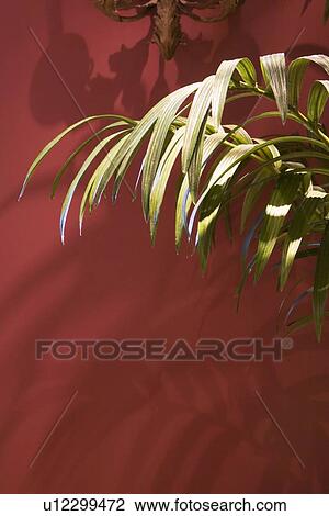 Stock Image - Leaves of house plant in front of red wall. Fotosearch