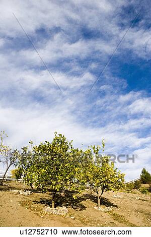 Stock Image - Orange trees on hill. Fotosearch