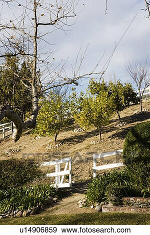 Stock Photo - Orange trees on hill with white gate. Fotosearch