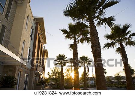 Sun setting through palm trees outside of contemporary loft style homes View Large Photo Image Picture - Sun setting through palm trees outside of contemporary loft style homes. Fotosearch