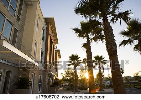 Stock Image - Sun setting through palm trees outside of contemporary loft style homes. Fotosearch