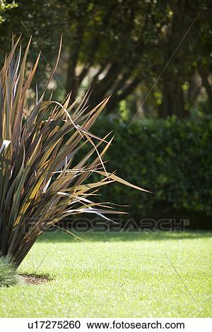 tall grass bush in backyard View Large Photo Image Stock Image - tall grass bush in backyard. Fotosearch