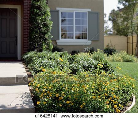 Yellow flowers near front walkway to traditional home View Large Photo Image Stock Image - Yellow flowers near front walkway to traditional home. Fotosearch