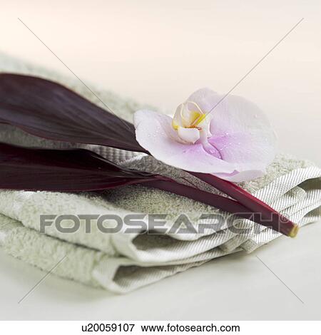 A beautiful flower View Large Photo Image Stock Photo - A beautiful flower. Fotosearch