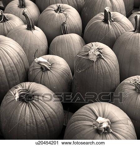 Stock Image - A bunch of pumpkins. Fotosearch
