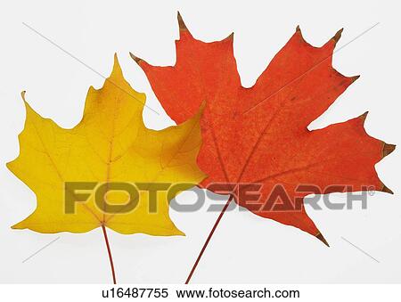 A pair of autumn leaves View Large Photo Image Stock Photography - A pair of autumn leaves. Fotosearch