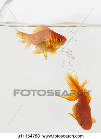 A pair of goldfish in a fishbowl View Large Photo Image Stock Photo - A pair of goldfish in a fishbowl. Fotosearch