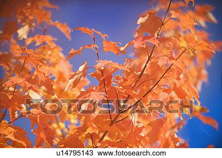 A tree in full autumn color View Large Photo Image Stock Image - A tree in full autumn color. Fotosearch