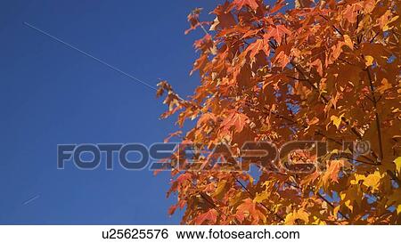 Stock Photograph - A tree in full autumn color. Fotosearch