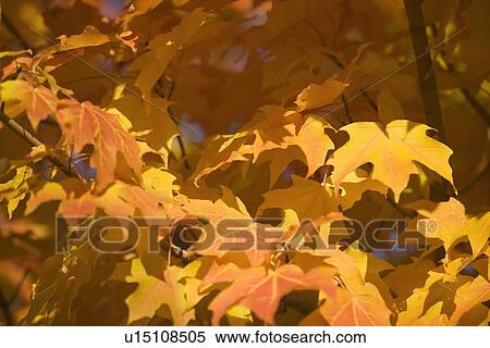Stock Photography - A tree in full autumn color. Fotosearch