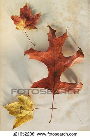 Stock Photo - A trio of autumn leaves. Fotosearch