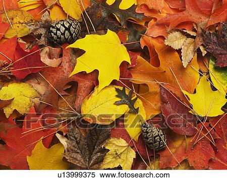 Stock Photography - A variety of autumn leaves. Fotosearch