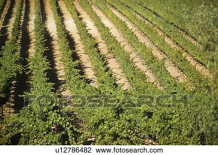 Stock Image - A vineyard in California. Fotosearch