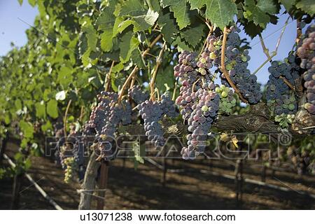 A vineyard in California View Large Photo Image Stock Photo - A vineyard in California. Fotosearch