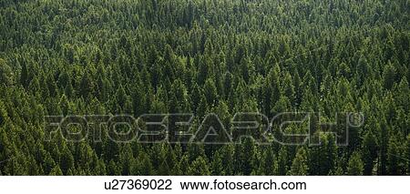 Stock Image - Aerial view of a forest. Fotosearch