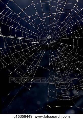 Stock Photo - An intricate spider web. Fotosearch